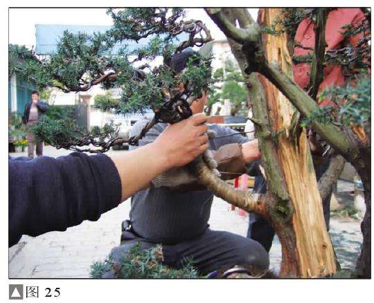 图解 一次对刺柏盆景桩的初次制作