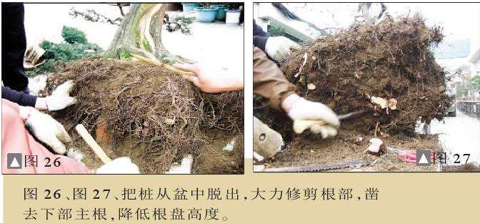 图解 一次对刺柏盆景桩的初次制作