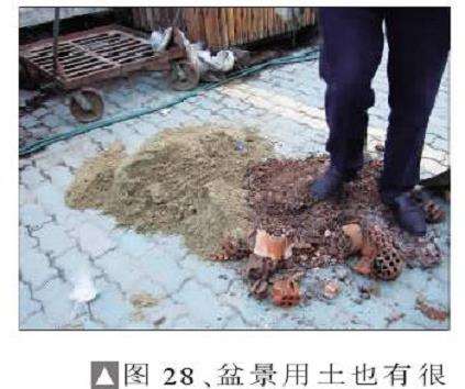 图解 一次对刺柏盆景桩的初次制作