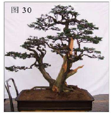 图解 一次对刺柏盆景桩的初次制作