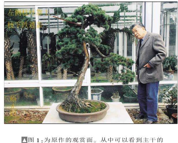 图解 黄国安演示五针松盆景怎么制作