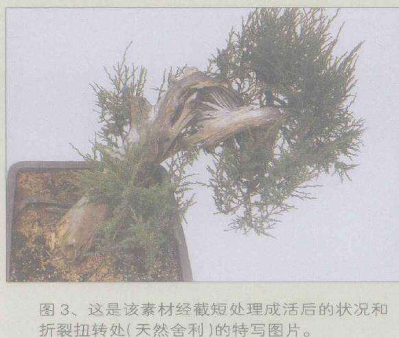 图解 桧柏盆景怎么缩短主干来突显舍利美