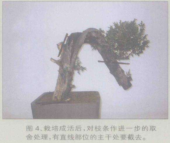 图解 桧柏盆景怎么缩短主干来突显舍利美