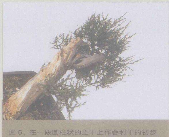 图解 桧柏盆景怎么缩短主干来突显舍利美