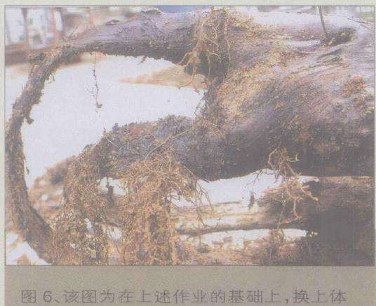 图解 桧柏盆景怎么缩短主干来突显舍利美