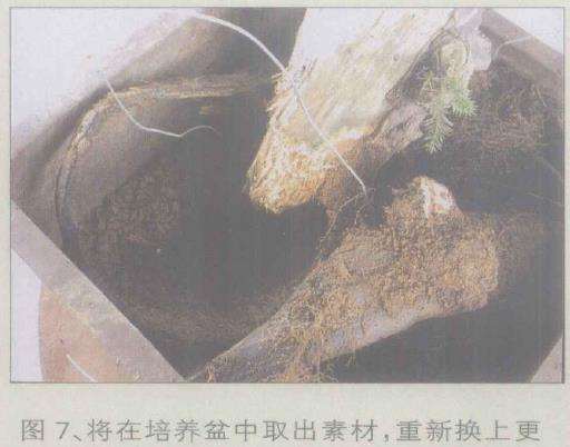 图解 桧柏盆景怎么缩短主干来突显舍利美