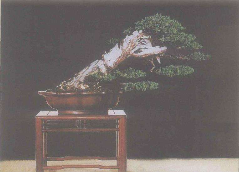 图解 桧柏盆景怎么缩短主干来突显舍利美