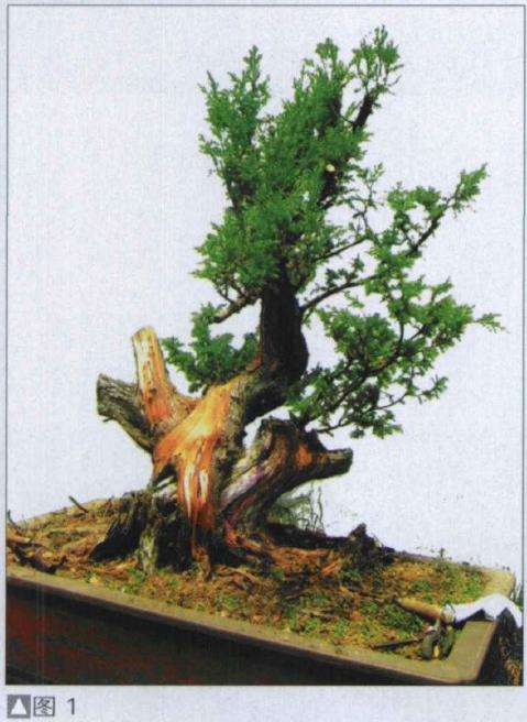 图解 探讨刺柏盆景怎么制作的15个过程