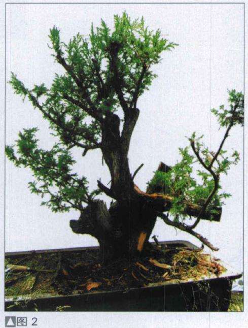 图解 探讨刺柏盆景怎么制作的15个过程