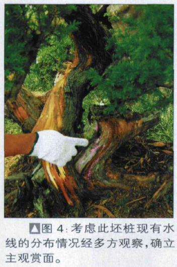 图解 探讨刺柏盆景怎么制作的15个过程