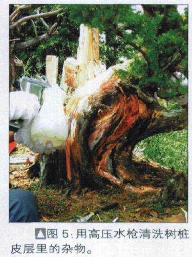 图解 探讨刺柏盆景怎么制作的15个过程