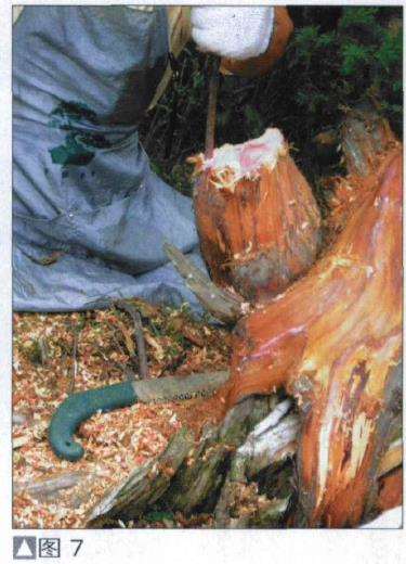 图解 探讨刺柏盆景怎么制作的15个过程