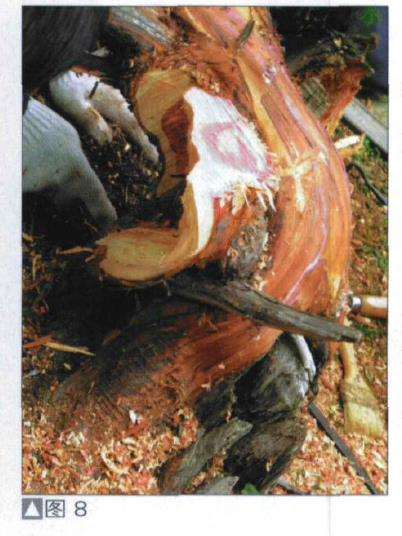 图解 探讨刺柏盆景怎么制作的15个过程