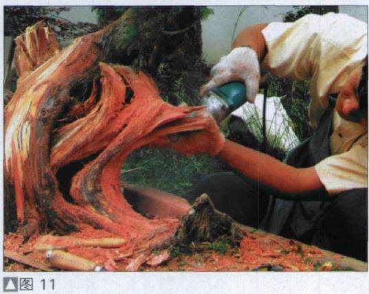 图解 探讨刺柏盆景怎么制作的15个过程