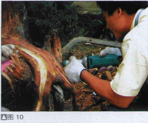 图解 探讨刺柏盆景怎么制作的15个过程