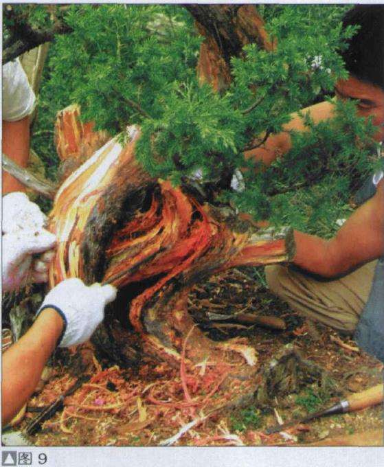 图解 探讨刺柏盆景怎么制作的15个过程