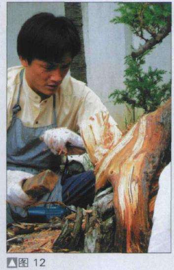 图解 探讨刺柏盆景怎么制作的15个过程