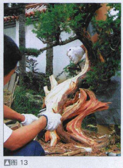 图解 探讨刺柏盆景怎么制作的15个过程