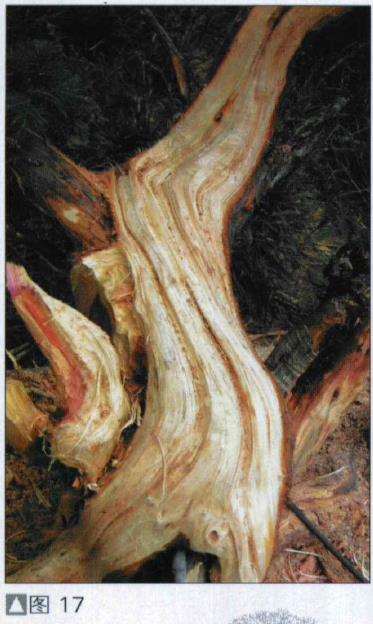 图解 探讨刺柏盆景怎么制作的15个过程