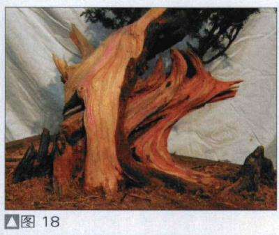 图解 探讨刺柏盆景怎么制作的15个过程