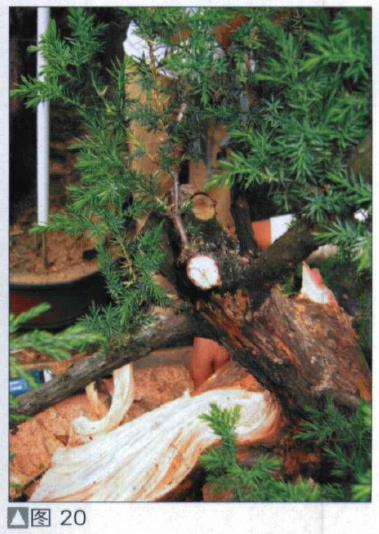 图解 探讨刺柏盆景怎么制作的15个过程