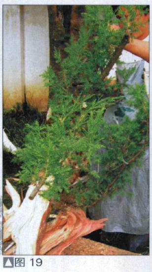 图解 探讨刺柏盆景怎么制作的15个过程