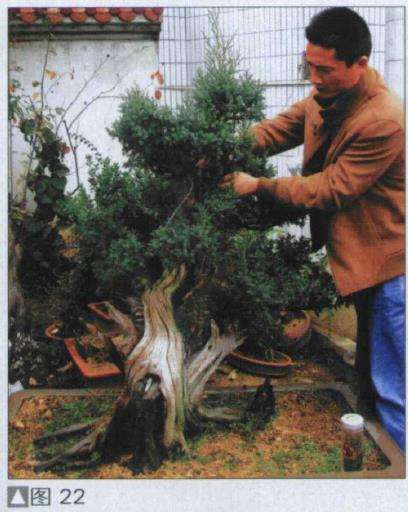 图解 探讨刺柏盆景怎么制作的15个过程