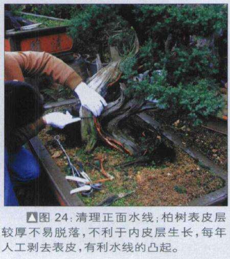 图解 探讨刺柏盆景怎么制作的15个过程