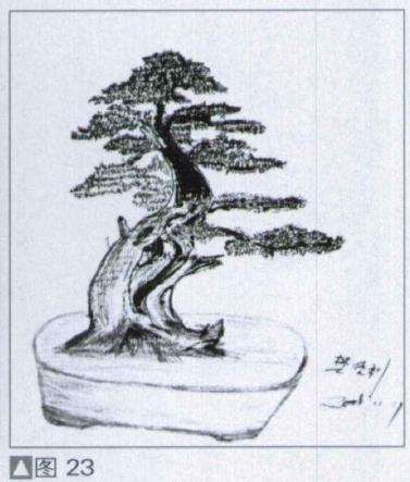图解 探讨刺柏盆景怎么制作的15个过程