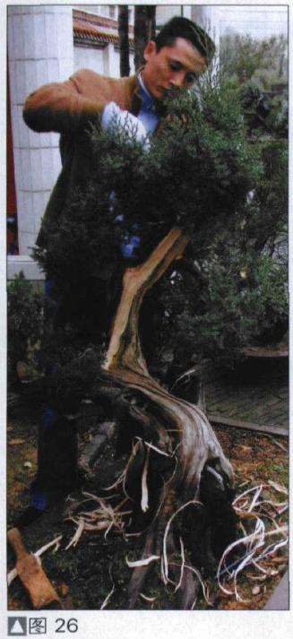图解 探讨刺柏盆景怎么制作的15个过程
