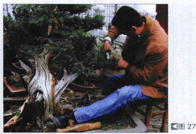 图解 探讨刺柏盆景怎么制作的15个过程