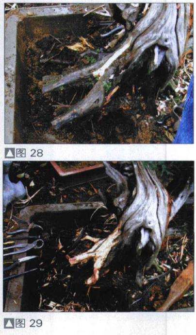图解 探讨刺柏盆景怎么制作的15个过程