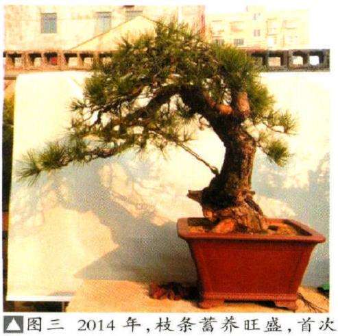 制作松柏盆景要注重对神韵的表达