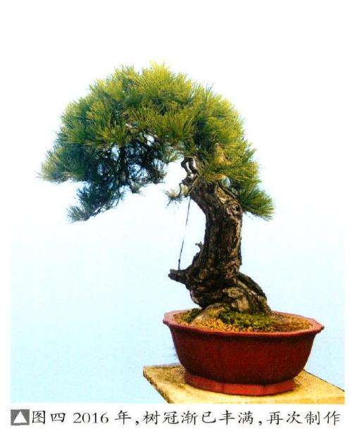 制作松柏盆景要注重对神韵的表达