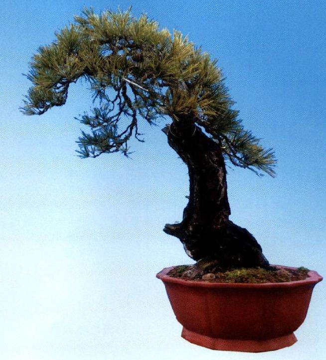 制作松柏盆景要注重对神韵的表达