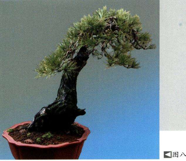 制作松柏盆景要注重对神韵的表达