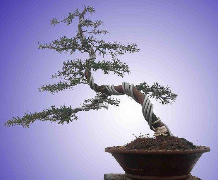 盆景为什么要题名 这才是中国盆景的精髓