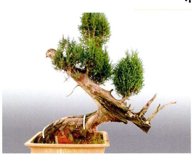 决定对这株柏树栽培角度进行调整