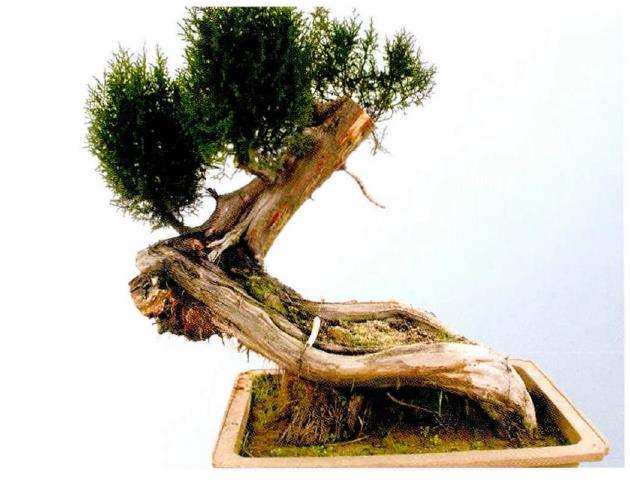 决定对这株柏树栽培角度进行调整