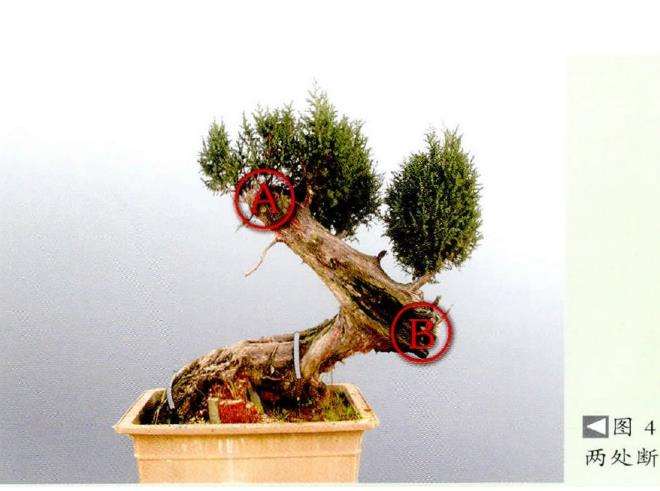 图解 刺柏盆景怎么角度调整的14个过程