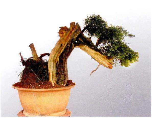 调整我培角度后的正