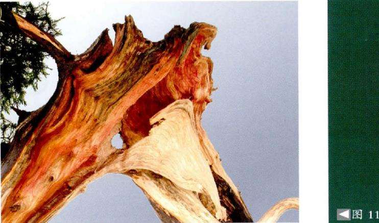 主干扭曲处雕刻后的特写