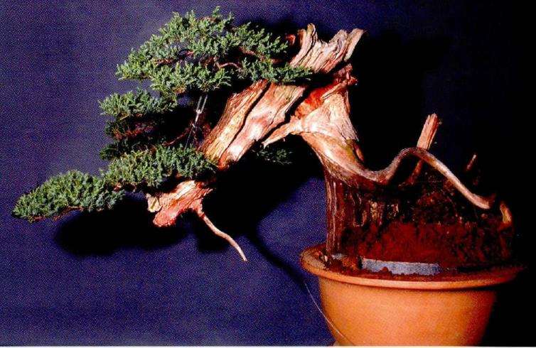 养护一年后的效果