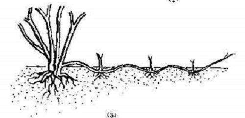 花卉盆景生根后怎么压条法繁殖方法