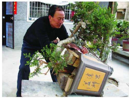 图解 初学者对一盆刺柏盆景的制作过程