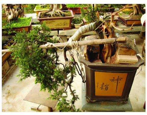 图解 初学者对一盆刺柏盆景的制作过程