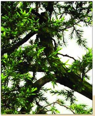 图解 初学者对一盆刺柏盆景的制作过程