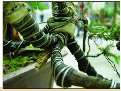 图解 初学者对一盆刺柏盆景的制作过程