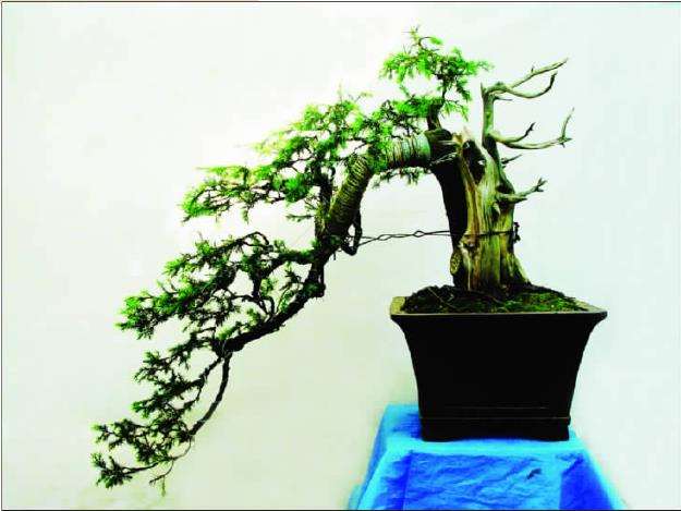 图解 初学者对一盆刺柏盆景的制作过程