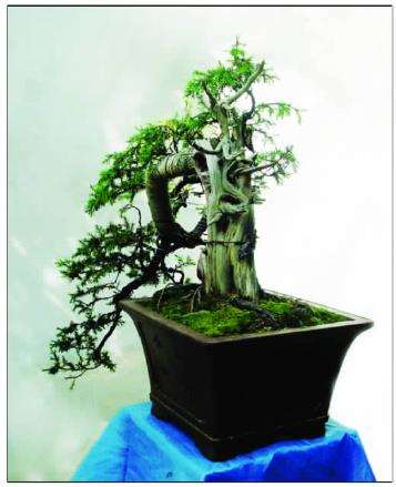 图解 初学者对一盆刺柏盆景的制作过程